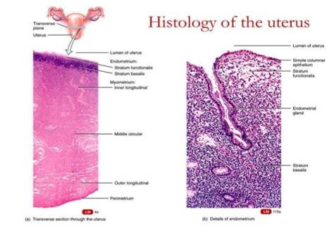 Diagram Of The Uterus And Label Labeled Diagram Of