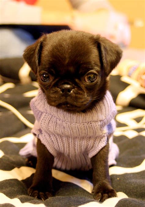 baby pug | Baby pugs, Cute pugs, Cute animals