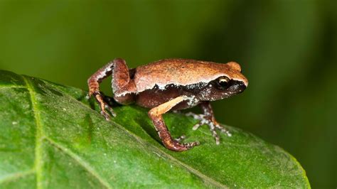 New frog species discovered from a roadside puddle in the Western Ghats ...