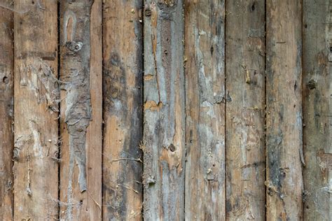 Spruce wood texture - Photo #6381 - motosha | Free Stock Photos