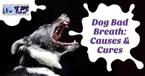 Dog Bad Breath: Causes & Cures - Richmond Valley Veterinary Practice