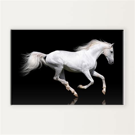 White Horse running with black background | MUR Gallery