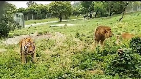 Lion Vs Tiger fight : r/biology