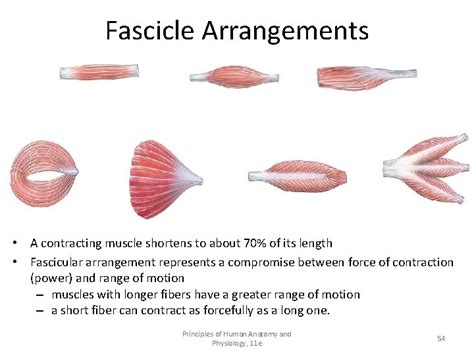 Musculoskeletal muscles Chapter 4 SEHS Muscle Tissue Lecture