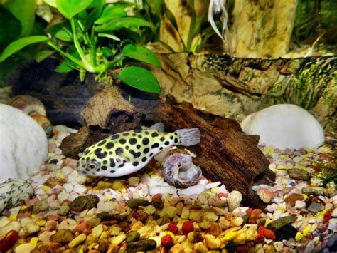 Dwarf Puffer | A to Z Guide - Care, Tank Mates, Size and Diet - HomeTanks