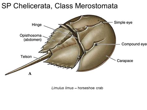 Subphylum Chelicerata Diagram | Quizlet