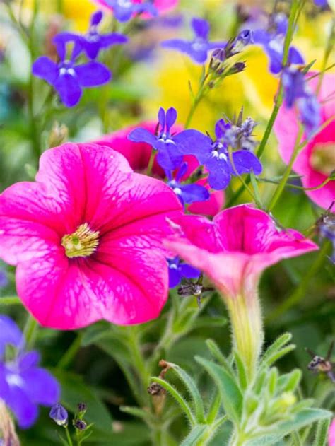 The Best Easy To Grow Annuals For Full Sun! - Green Garden Cottage