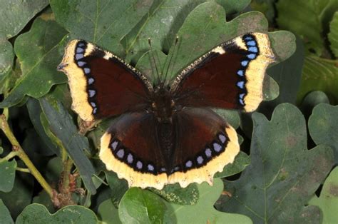 European Lepidoptera and their ecology: Nymphalis antiopa