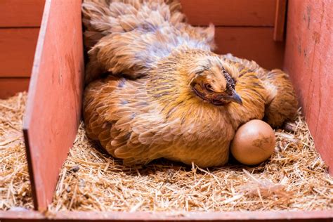 Raising Chickens — from Hatching Eggs to Laying Hens - Sunny Simple Living