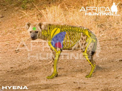 HUNTING Hyena | AfricaHunting.com