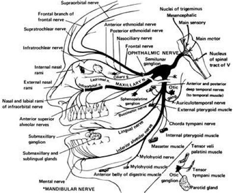 Trigeminal Nerve | Ento Key