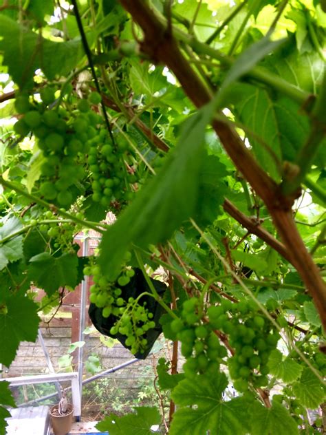 Chardonnay grapes homegrown in the north east of England : r/winemaking