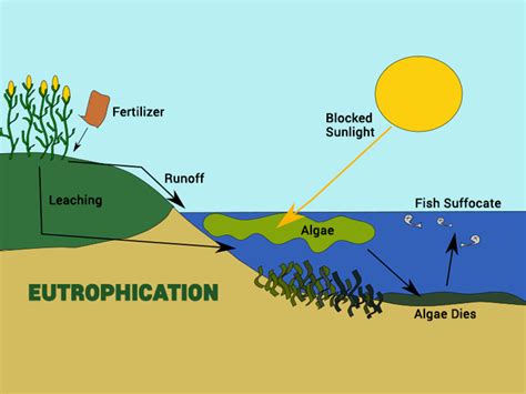 How Does Eutrophication Work? Causes, Process and Examples - Earth How