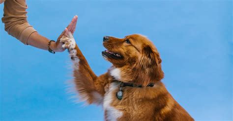 Dog Doing a High Five · Free Stock Photo