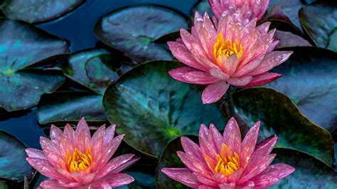 Pink Lotus, Water, Lake, Lotus, Flowers, HD wallpaper | Peakpx