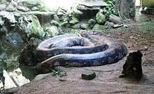 Reticulated python - Wikipedia