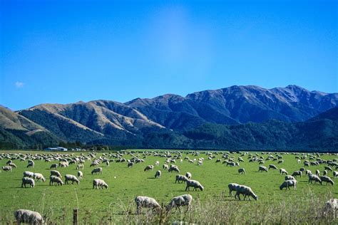 New Zealand sheep numbers drop as the beef herd increases - Agriland.ie