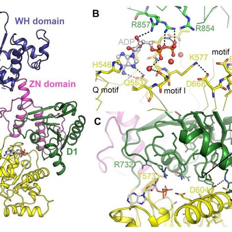 (PDF) Crystal Structure of the Werner's Syndrome Helicase