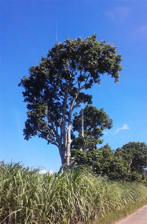 Pili tree along sugarcane fields in Bacolod, Philippines | Beautiful ...