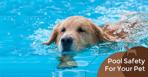 5 Pool Safety Tips For Your Dog - Ferrari Pools