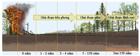 Sinh Học 12 Bài 41: Diễn Thế Sinh Thái - VUIHOC