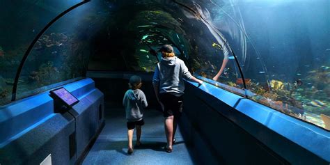 Family Travel: Sea Life Sunshine Coast Aquarium