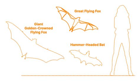 Great Flying Fox (Pteropus neohibernicus) Dimensions & Drawings ...