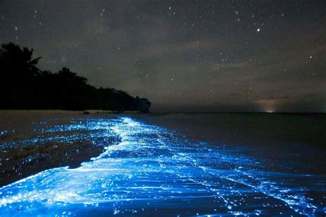 Luminous Lagoon – Integrity Tours Jamaica