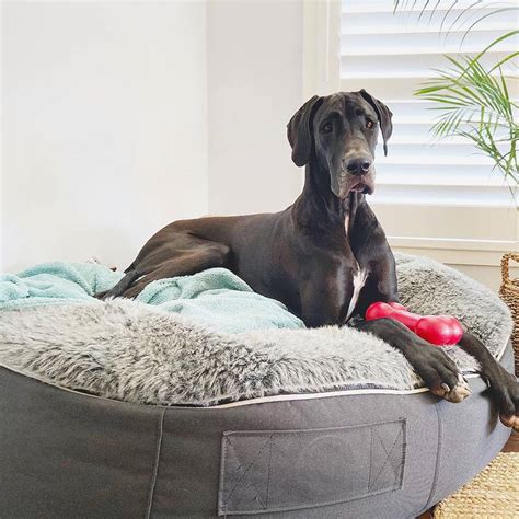 Pet Beds | Dog Beds - Designer Dog Bean Bags (Grey) | Extra Extra Large ...