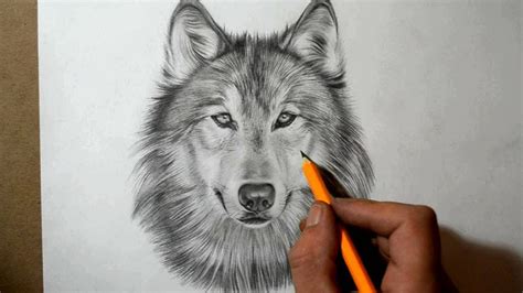 How to Draw a Wolf | Wolf face drawing, Drawings, Wolf drawing