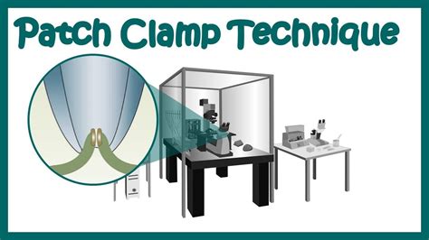 Patch clamp | Electrophysiology | Patch clamp method | Voltage clamp | whole cell recording ...