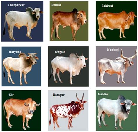 Breeds of cattle and buffalo in India | Dairy cow breeds, Cow breeds ...