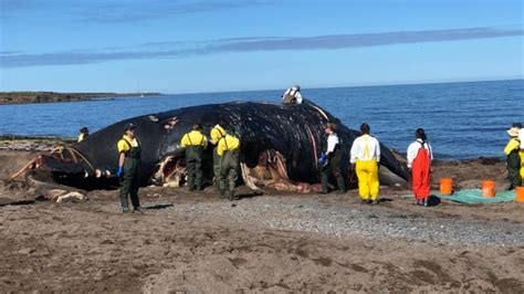 Dead right whale towed to Cape Breton in hopes of solving mystery of ...