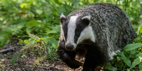 Suffolk news: Villagers left fuming as badger den forces council to ...