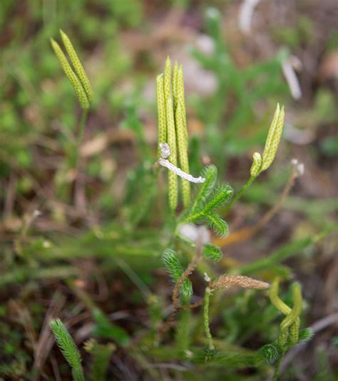 Lycopodium clavatum (Common clubmoss)