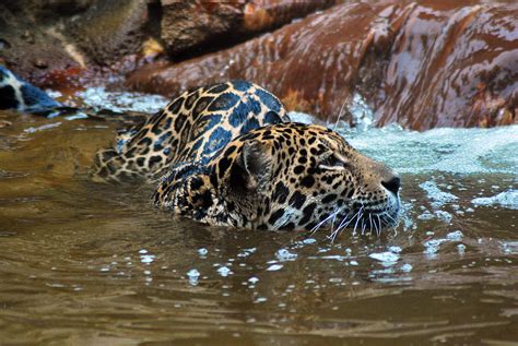 Jaguar In Water Photograph by Cynthia Stephens