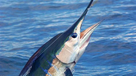 Great Fall Marlin Fishing – Pacific Coast Sportfishing Magazine