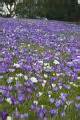 Carpet of flowering croci Creative Commons Stock Image