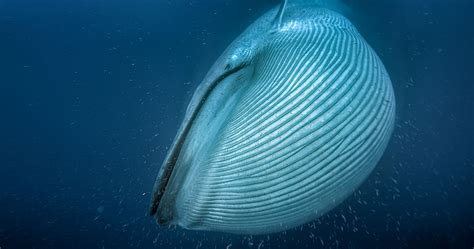 Rare Footage Of Blue Whales Feeding Captured – Information Society