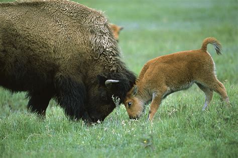 American Bison Cow And Calf Photograph by Suzi Eszterhas - Fine Art America