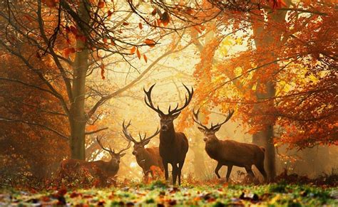 Deer Wallpapers - Top Free Deer Backgrounds - WallpaperAccess