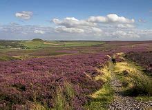 Moorland - Wikipedia