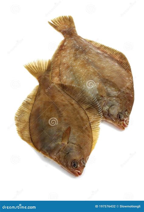 Brill, Scophthalmus Rhombus, Fresh Fish Against White Background Stock Photo - Image of still ...