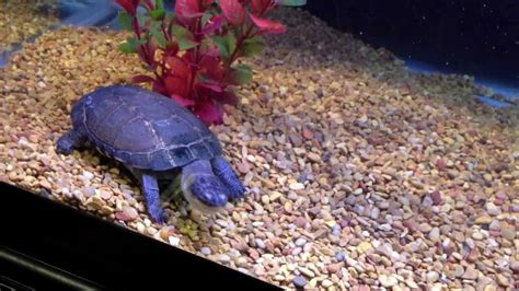 African Sideneck Turtle Eating Fish - YouTube