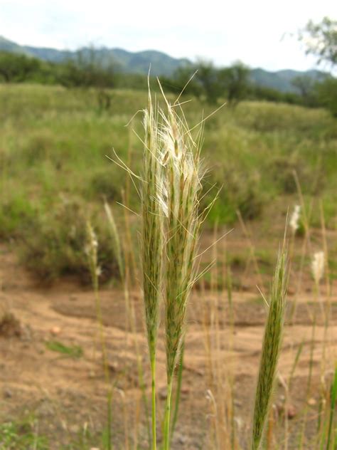 Bothriochloa barbinodis 1 | cane beardgrass, cane bluestem; … | Flickr