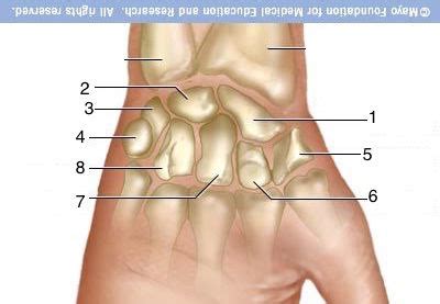 Upper Extremity Bones Flashcards | Quizlet