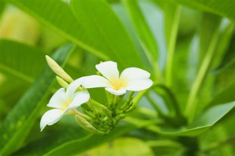 Premium Photo | Beautiful tropical plumeria flowers outdoors