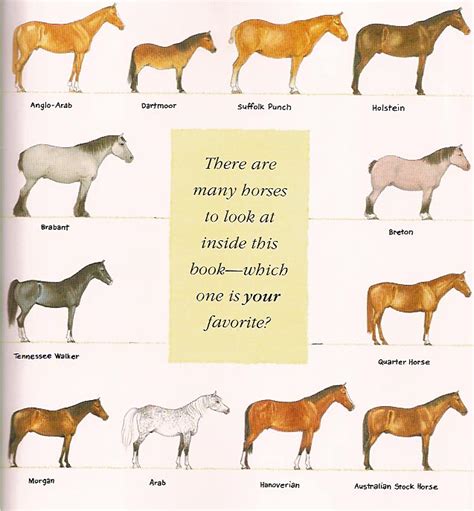 Horse breeds and Horseback Riding