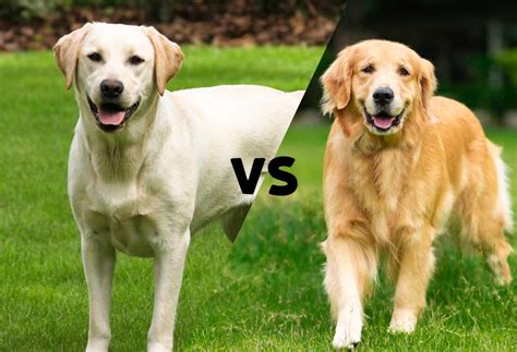 Yellow Labrador vs. Golden Retriever - PatchPuppy.com