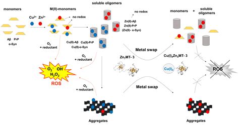 IJMS | Free Full-Text | Mammalian Metallothionein-3: New Functional and Structural Insights